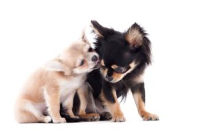 2 honden tijdens een hondenshoot