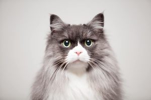 fotoshoot van kat in de fotostudio