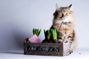 kattenshoot in de fotostudio
